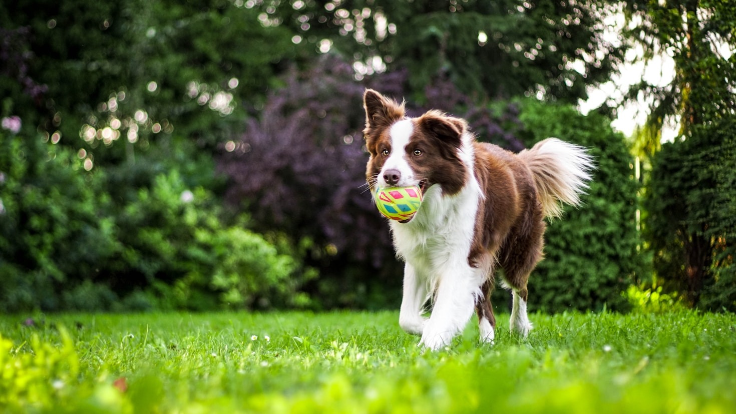 5 tips för framgångsrik hundträning