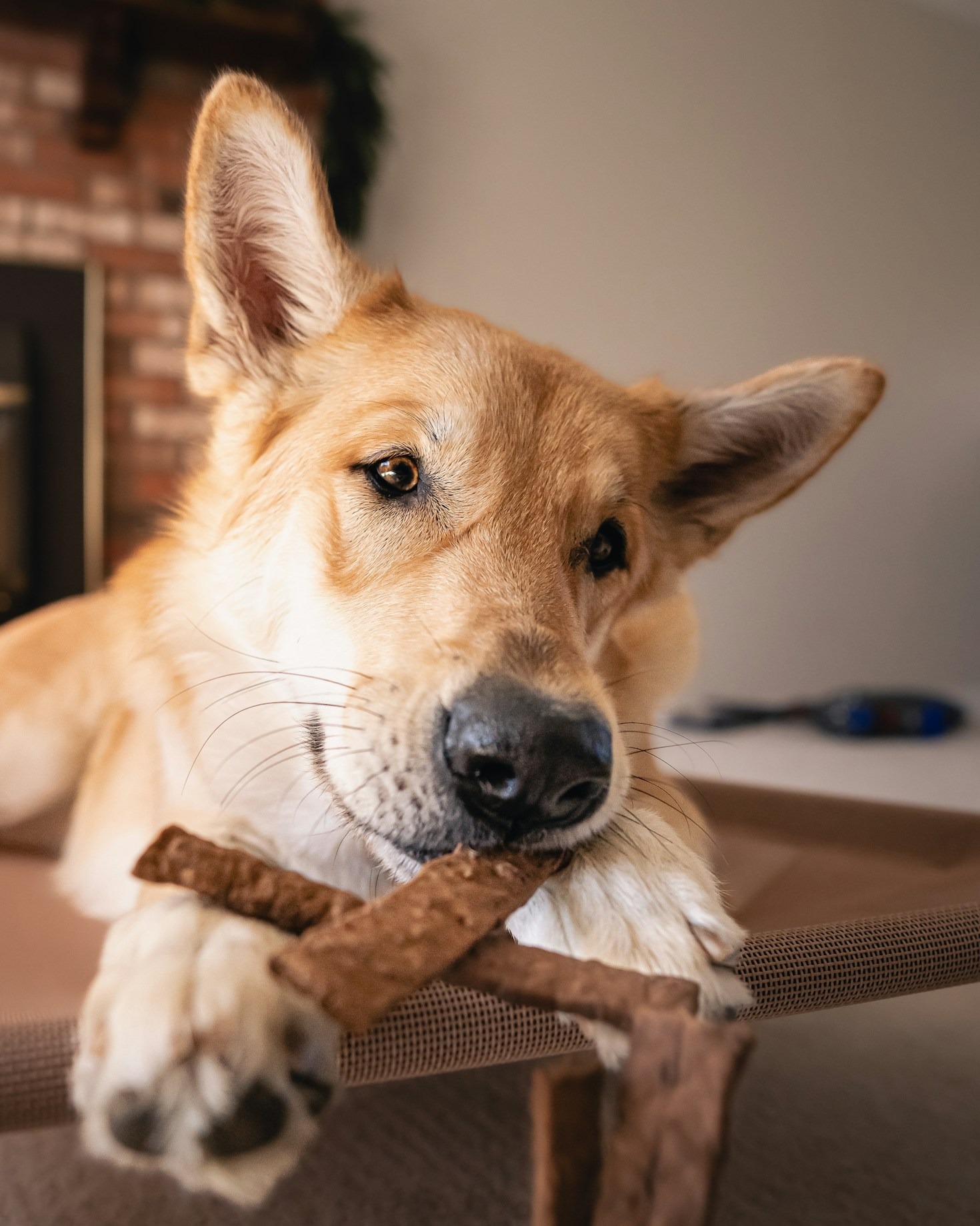 Hur du stärker relationen med din hund