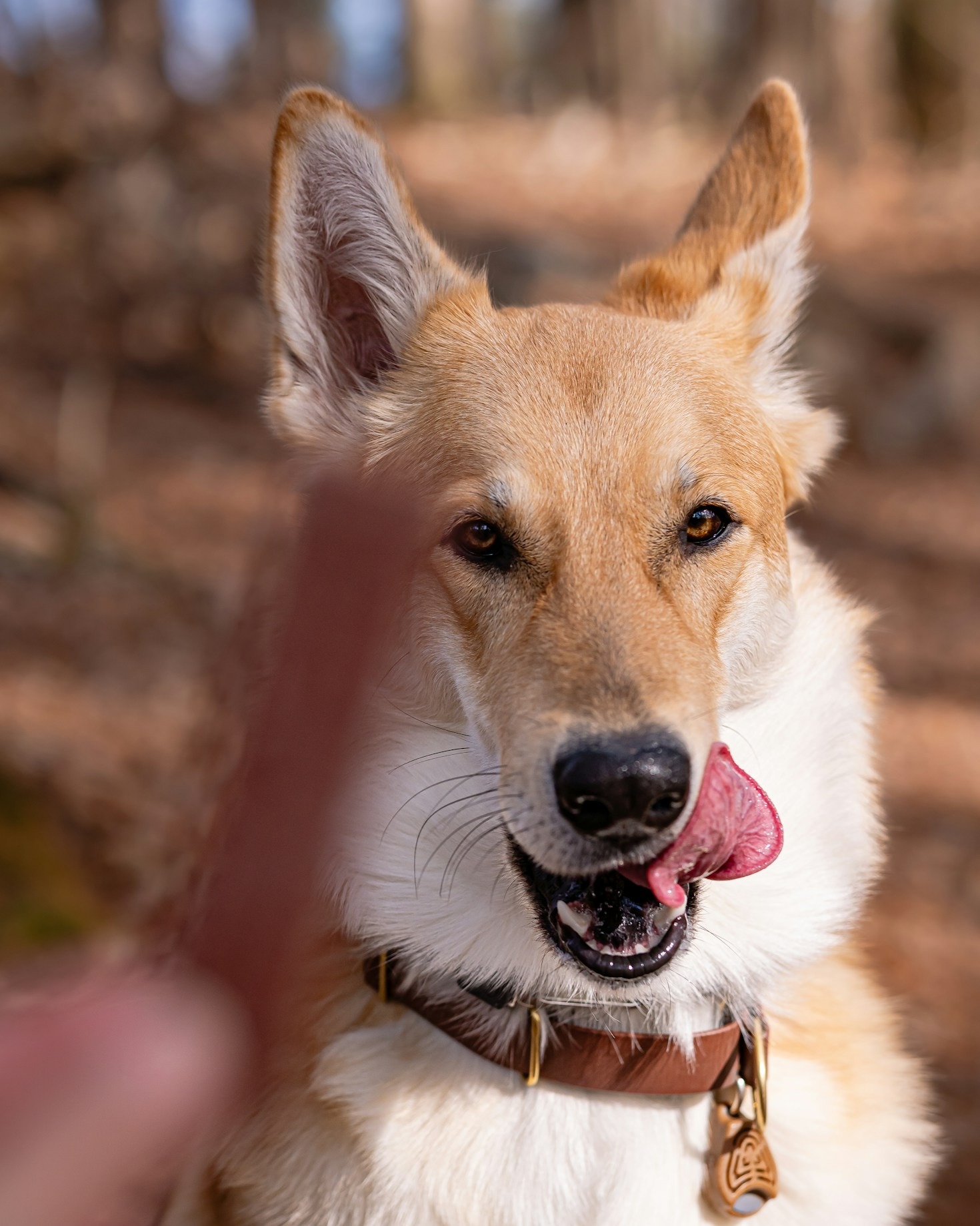 Så får du lugnare och roligare hundpromenader