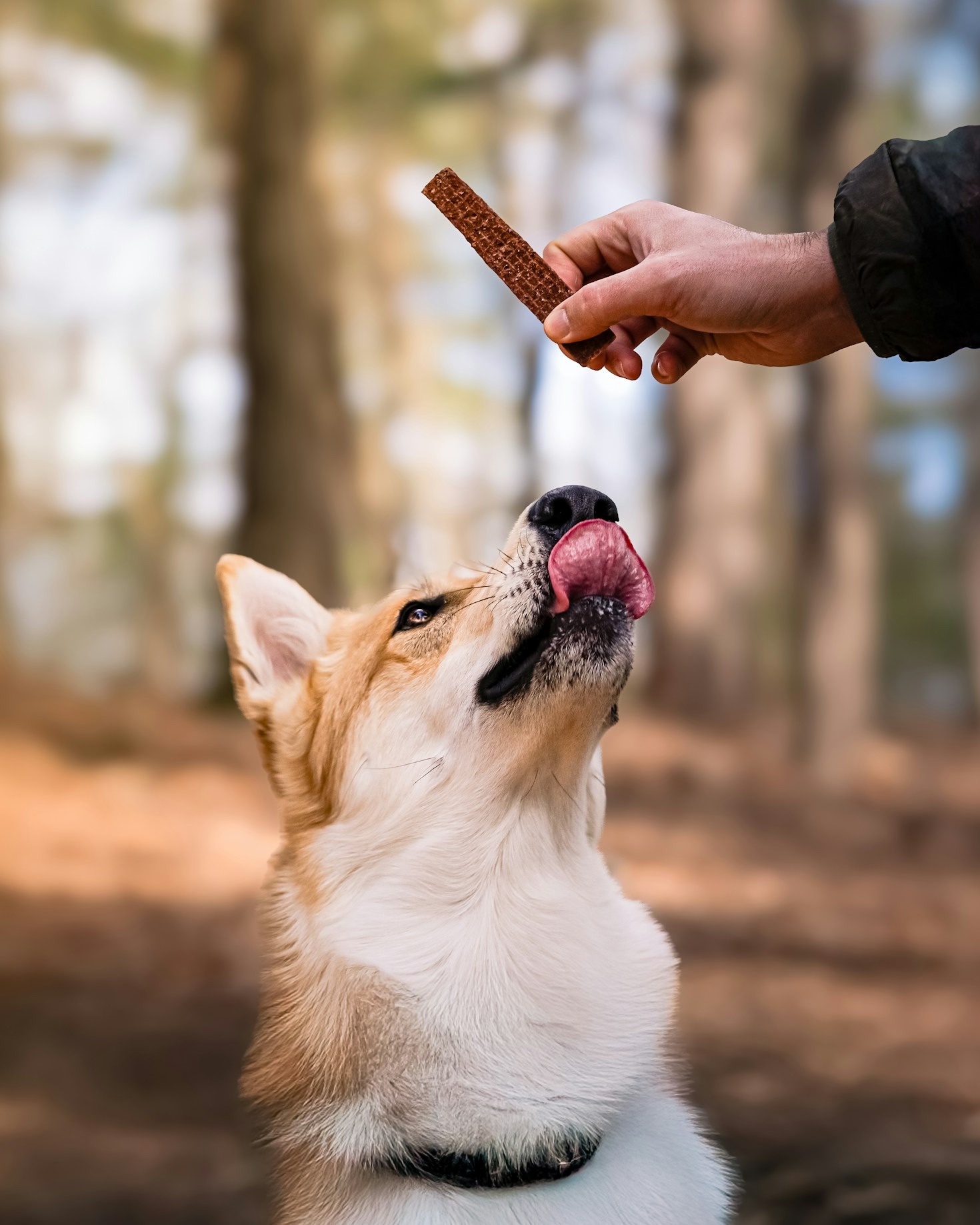 Belöningsbaserad träning: nyckeln till en lyckligare hund